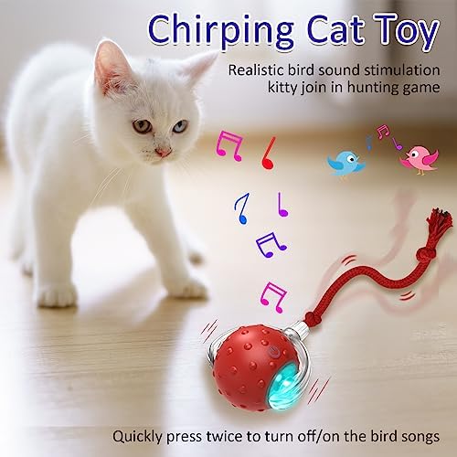 Indoor Cat Exercise Toy